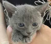 ロシアンブルー【山口県・男の子・2024年4月23日・ブルー】の写真4「生後1ヵ月の頃😸可愛すぎる💕」