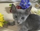 ロシアンブルー【山口県・女の子・2023年7月7日・ブルー】の写真5「ロシアン スマイルの、可愛い女の子😸💝 R5年9月7日 撮影💘」