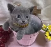 ロシアンブルー【山口県・女の子・2023年12月8日・ブルー】の写真5「1/7撮影💛😻　とっても可愛い～💝」