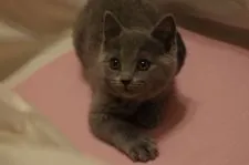 シャルトリュー【山口県・女の子・2020年2月15日・ブルー ( 柔らかいダブルコート )】の写真5「5/5 撮影」