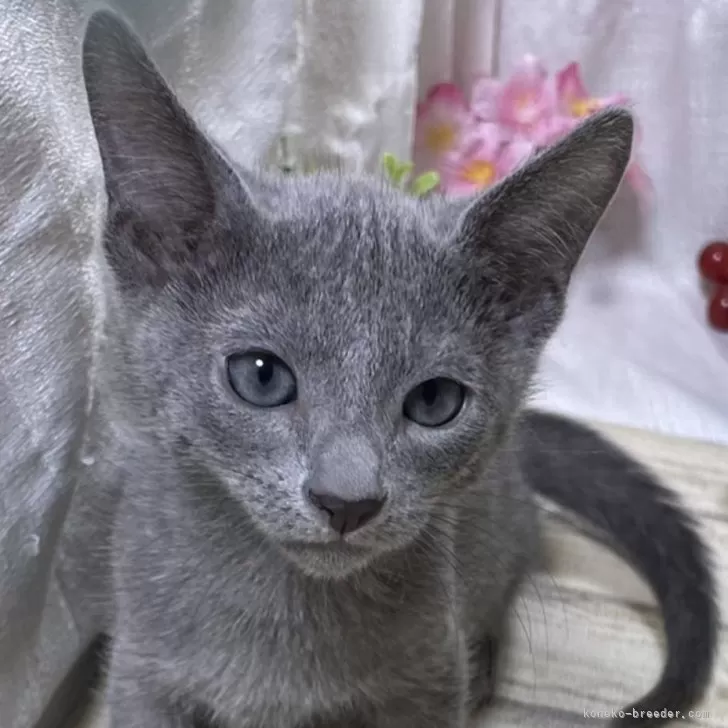 ID:2502-00584の子猫