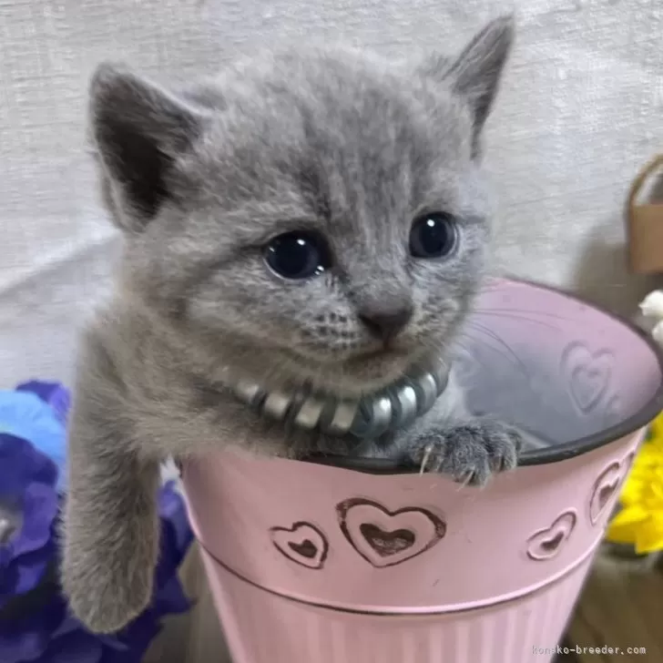 ID:2503-00813の子猫