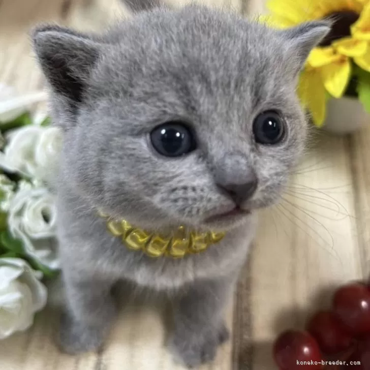 ID：2501-00069の子猫