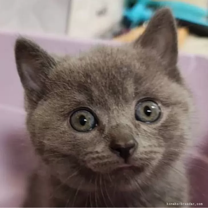 ID：2509-01570の子猫