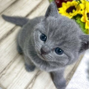 シャルトリュー【山口県・男の子・2025年9月12日・ブルー】の写真「とっても人なつっこくて、可愛い男の子です💕🐱」