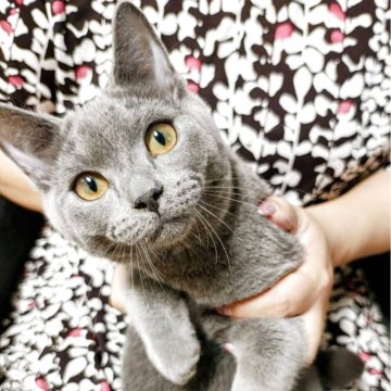 シャルトリュー【山口県・男の子・2025年3月19日・ブルー】の写真「おっと、ハンサムな可愛い男の子です💝血統優秀🐱」