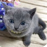 シャルトリュー