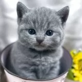 シャルトリュー