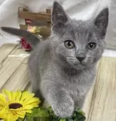 シャルトリュー【山口県・男の子・2024年5月3日・ブルー】の写真2「とっても優しくて、か細い鳴き声です💕」