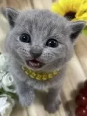 シャルトリュー【山口県・男の子・2024年10月24日・ブルー】の写真6「コグマのように、とっても可愛い男の子です💛💝😻」