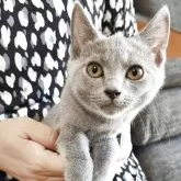 シャルトリュー【山口県・男の子・2025年3月19日・ブルー】の写真3「小顔で、とっても可愛いです(⋈◍＞◡＜◍)。✧♡」