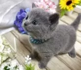 シャルトリュー【山口県・男の子・2025年3月5日・ブルー】の写真3「抱っこが大好きで、おっとり系の可愛い男の子です💝癒し系です💕」