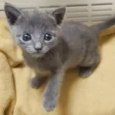 ロシアンブルー【山口県・女の子・2025年4月19日・ブルー】の写真4「小顔で、とっても可愛いです💕😻」