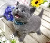 シャルトリュー【山口県・男の子・2025年3月5日・ブルー】の写真7「抱っこが大好きで、おっとり系の可愛い男の子です💝癒し系です💕」