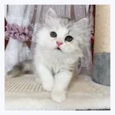 マンチカン(長足)【長野県・女の子・2023年5月10日・ダイリュートキャリコ】の写真1「7/7撮影」