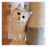 マンチカン(長足)【長野県・女の子・2023年5月10日・ダイリュートキャリコ】の写真2