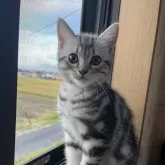 アメリカンショートヘア