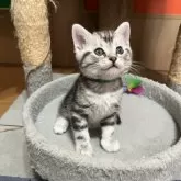 アメリカンショートヘア