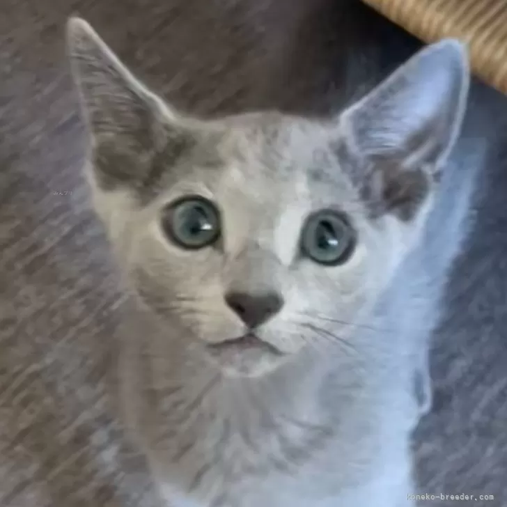 ID:2407-01047の子猫