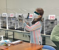ロシアンブルー【・女の子・2021年8月20日・ブルー】「キャットショーでの審査の様子です。母ウメコ1歳くらいの写真です。」