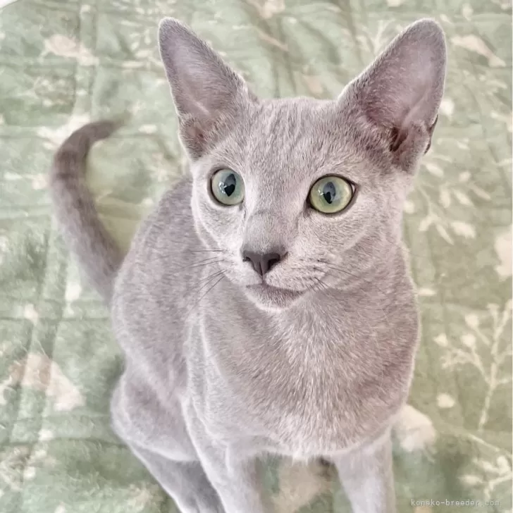 ID:2410-02965の子猫