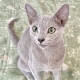 ロシアンブルー