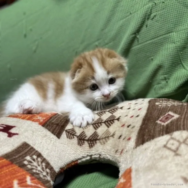 ID：2310-00672の子猫