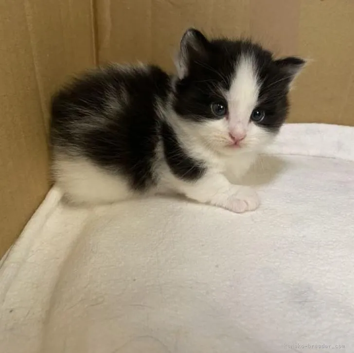 ID:2211-02279の子猫