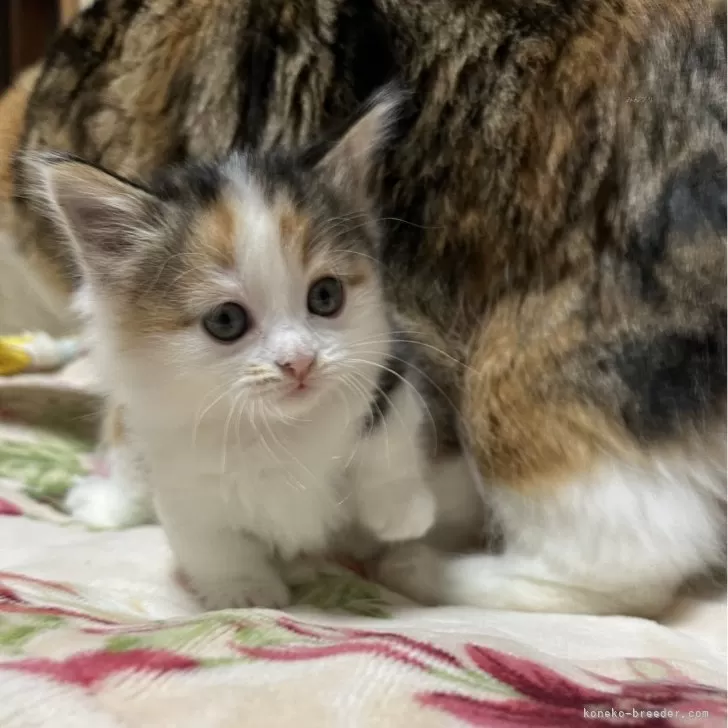 ID：2501-01441の子猫