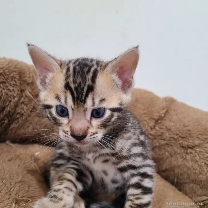 ID:2305-02721の子猫