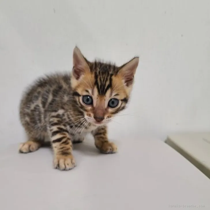ID:2304-02184の子猫