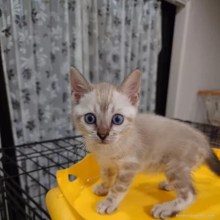 のりまき 様のお迎えした子猫