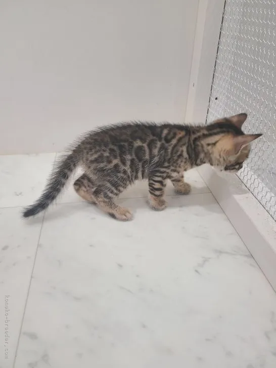 ID:2106-01299の子猫