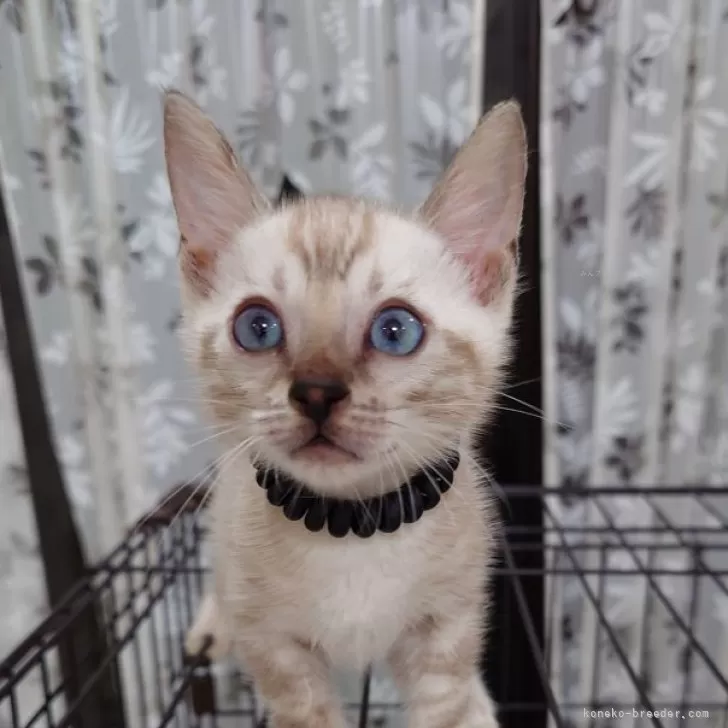 M.T 様のお迎えした子猫