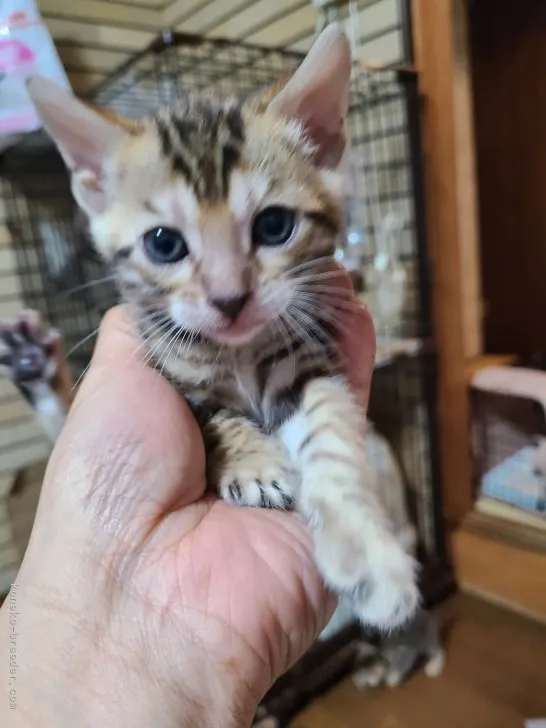 ID：2111-02376の子猫