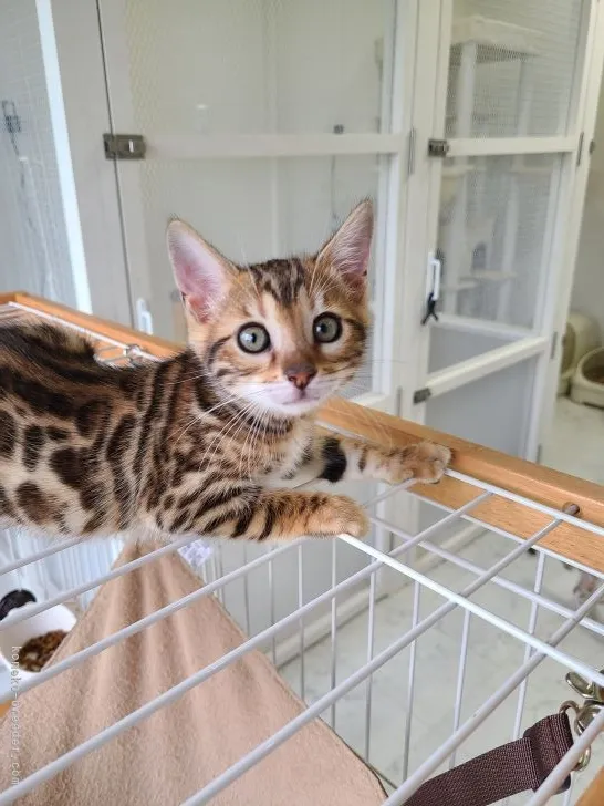 ID：2205-00558の子猫