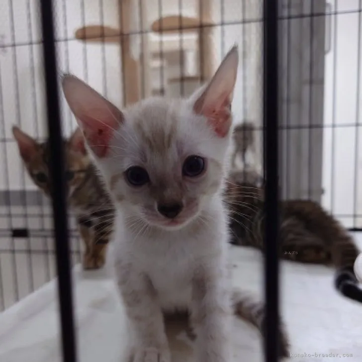 ID:2309-02103の子猫
