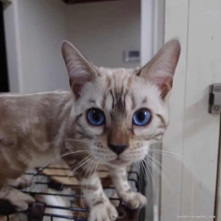 ID:2411-01468の子猫