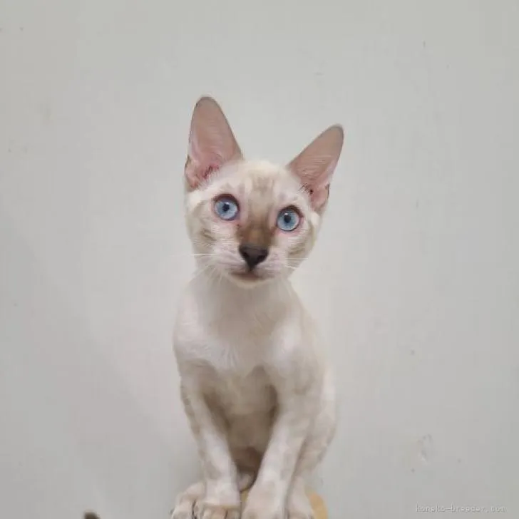 ID：2207-02506の子猫