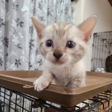 ベンガル【石川県・男の子・2023年2月19日・スノーリンクススポテッドタビー】の写真「ロゼット均等です。」