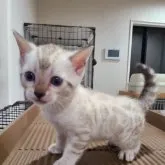 ベンガル【石川県・女の子・2023年2月19日・スノーリンクススポテッド】の写真1