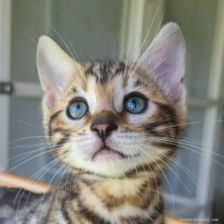 ID：2205-00563の子猫