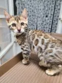 ベンガル【石川県・女の子・2023年3月5日・ブラウンスポテッドタビー】の写真2