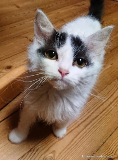ID：2010-01905の子猫