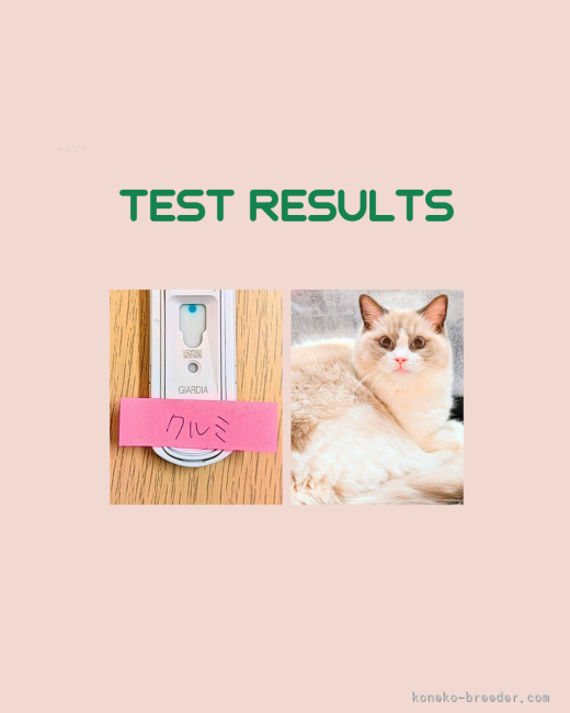 宍倉仁美ブリーダーのブログ：クルミちゃん親猫登録しました🌟