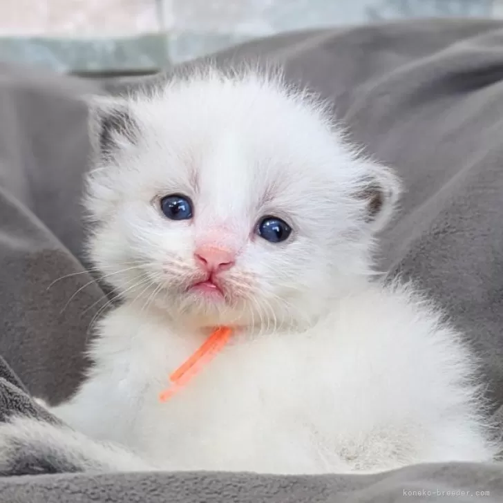 くみ 様のお迎えした子猫