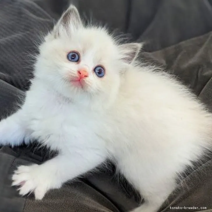 ID：2310-01207の子猫