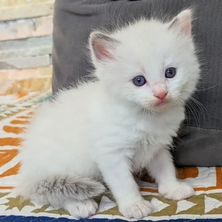 ID：2310-01217の子猫