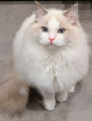 ラグドール【・女の子・2024年10月2日・ブルーポイントバイカラー】