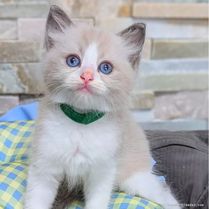 さとりん 様のお迎えした子猫